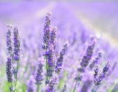 Levendula kollekció